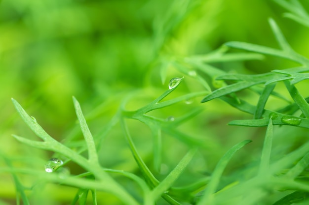 Eneldo joven que crece en la naturaleza