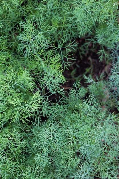 El eneldo joven verde crece en la cama del jardín