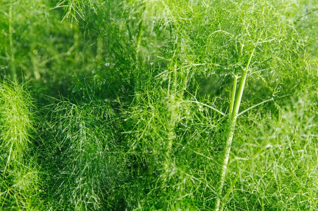 Eneldo orgánico verde con brillantes gotas de agua después de la lluvia fragante crecimiento de hojas de eneldo