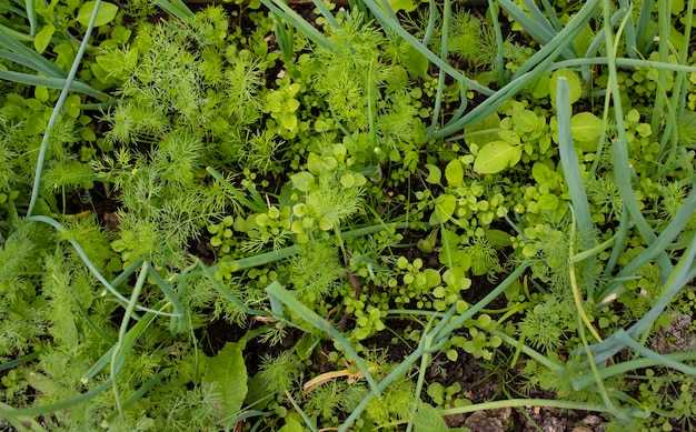 El eneldo de perejil fresco verde crece en las camas del jardín El enfoque selectivo