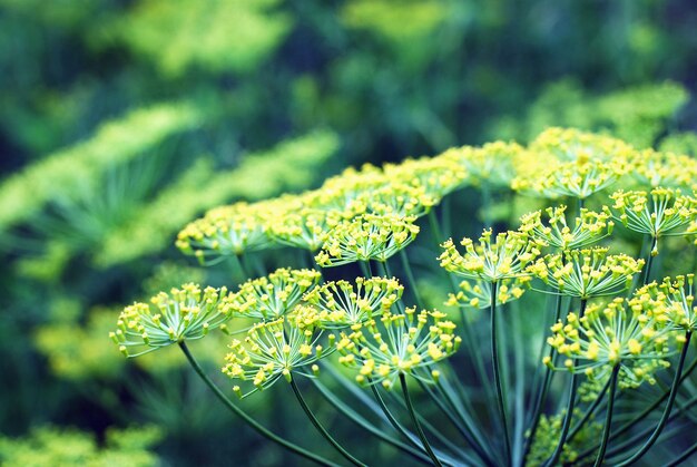 Eneldo que florece en el huerto, hierba con flores closeup