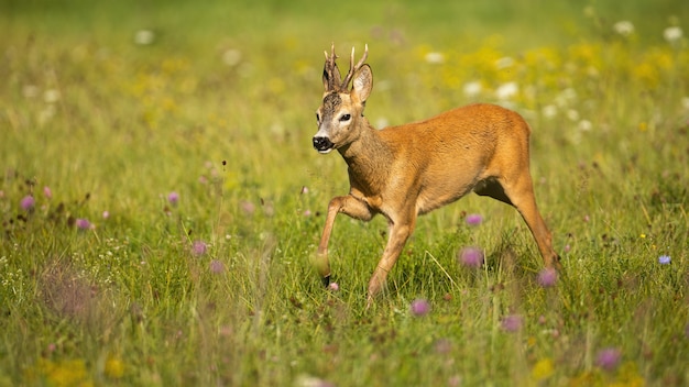 Energético veado corça buck correndo em alta velocidade em um prado no verão