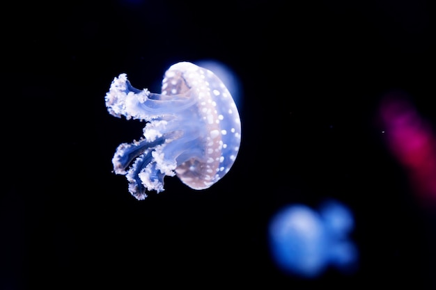 Energetische Quallen schwimmen im Ozean