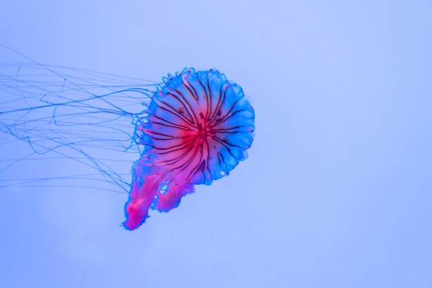 Energetische Quallen schwimmen im Ozean