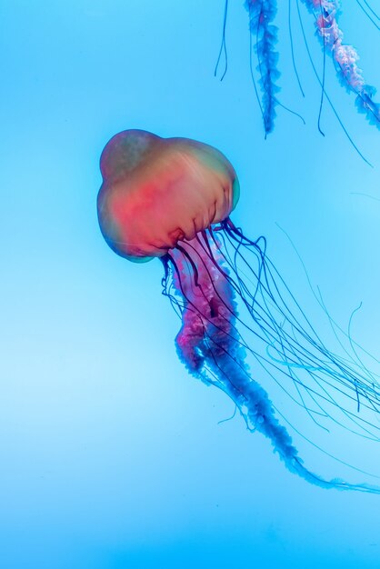 Enérgicas medusas flotan en el océano