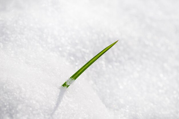 Energie grünes Gras, das durch Schnee wächst