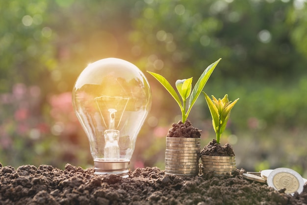 Energiesparende Glühlampe und Baum, die auf Stapeln Münzen auf Naturhintergrund wachsen.