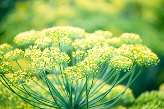 Enfeite em flor. Camas de funcho