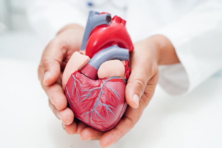 Foto enfermedad cardiovascular médico de ecv con modelo humano de anatomía del corazón para el tratamiento de pacientes en el hospital