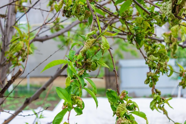 Enfermedad de la hoja del árbol hojas de melocotonero retorcidas