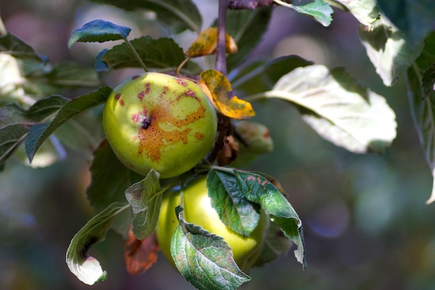 enfermedad de una manzana en un huerto