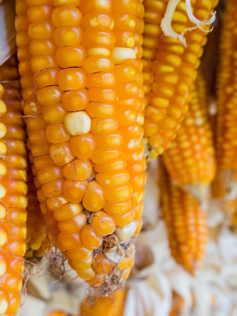 Enfermedades de los hongos en el maíz poscosecha.