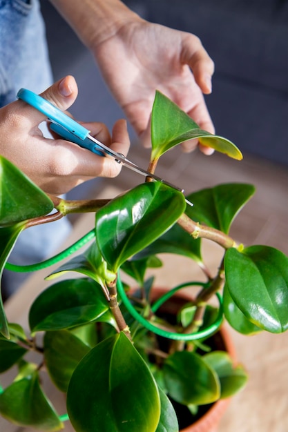 Enfermedades de las plantas domesticas