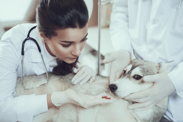 Enfermeira feminina veterinário dá comprimidos para cachorro triste.