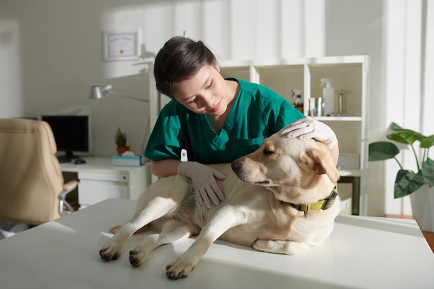 Enfermeira Veterinária Examinando Cão