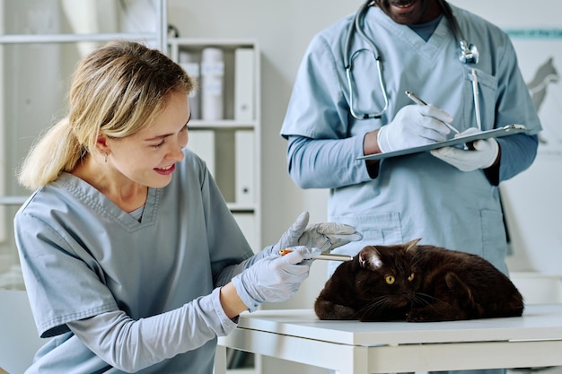 Enfermera joven que examina las orejas de un gato doméstico en la mesa durante el examen médico con un veterinario en la clínica
