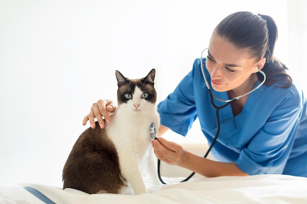 Enfermera mujer examinando gato doméstico con estetoscopio en vet cinic