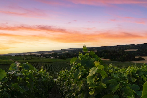 Enfileirar uva em vinhas de champanhe na montagne de reims reims frança