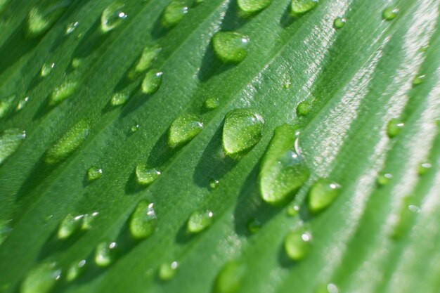 Foto enfocar selectivamente las gotas de agua en la hoja de plátano enfocar suavemente para refrescar las fotos