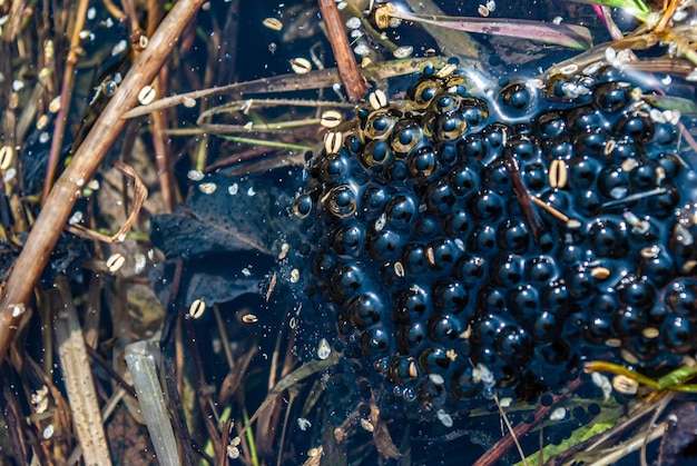 Enfoque borroso Pantano de caviar de rana