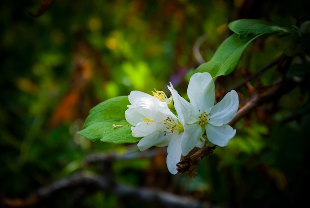 Enfoque borroso Primavera Flores de primavera