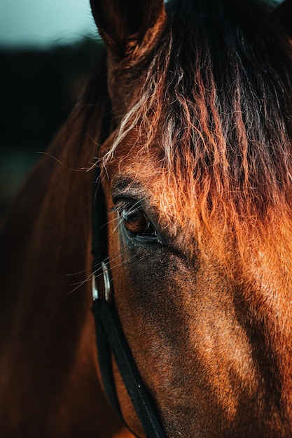 Enfoque detallado retrato de ojo de caballo marrón en el valle