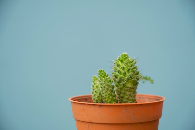 Enfoque pequeña taza de cactus