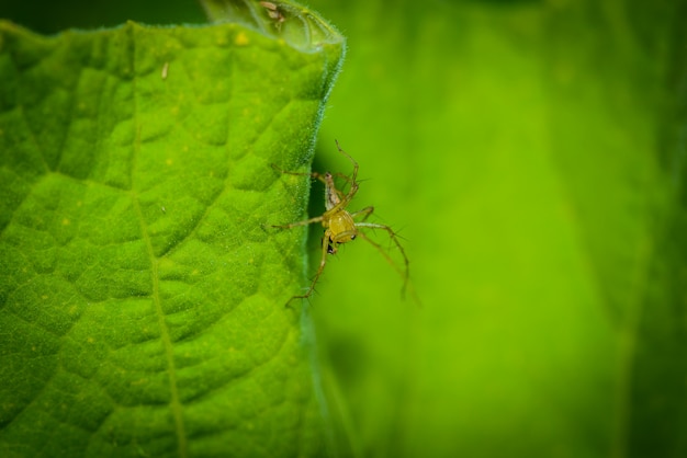 Enfoque de selección de macro araña, araña cabeza amarilla, araña en una