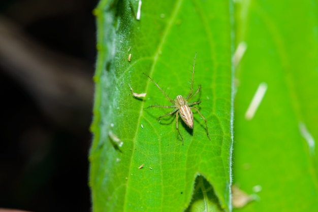 Enfoque de selección de macro araña, araña cabeza amarilla, araña en una