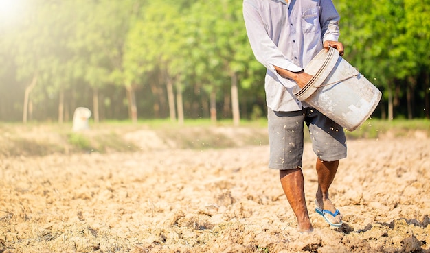 El enfoque selectivo de los agricultores tailandeses está sembrando arroz en campos amplios con espacio para copiar