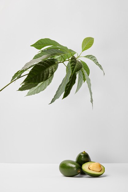 Enfoque selectivo de aguacates bajo planta verde sobre fondo gris