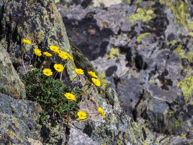 Enfoque selectivo. Arbusto de flor amarilla Silverweed (Potentilla arctica) crece de una piedra. Postal de flores de montaña. Montañas de Altai. Siberia.