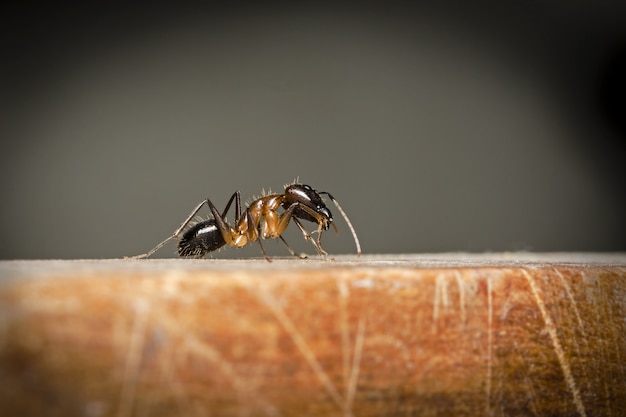 Foto enfoque selectivo en big black hormiga en piso de madera