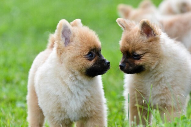 Enfoque selectivo de dos lindos cachorros pomeranian spitz mirándose en el parque