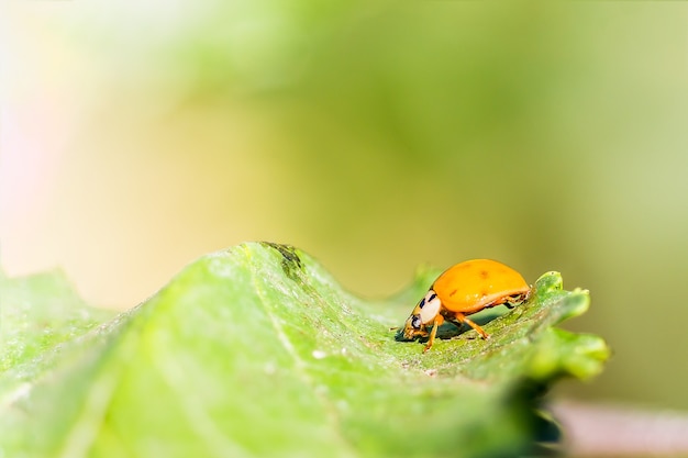 Enfoque selectivo de un error naranja en la hoja verde en la naturaleza