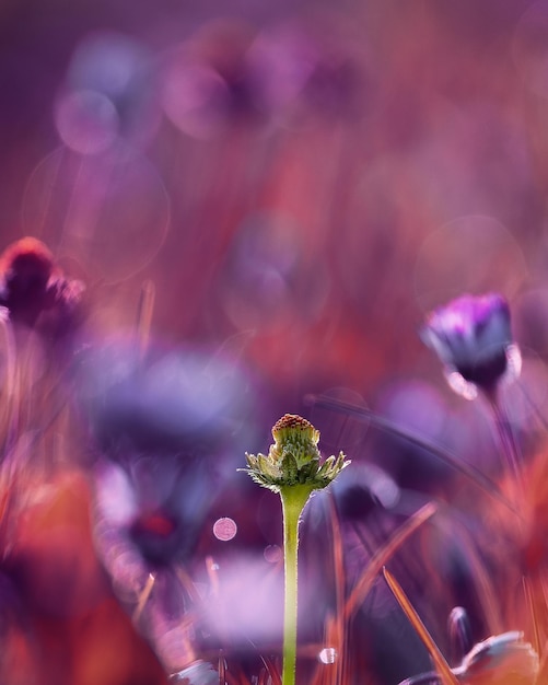 Enfoque selectivo con la flor de campo en un día soleado