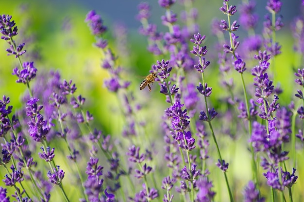 Enfoque selectivo en la flor de lavanda en el jardín de flores flores de lavanda iluminadas por la luz del sol