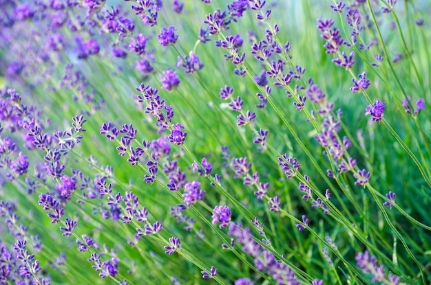 Enfoque selectivo en la flor de lavanda en el jardín de flores flores de lavanda iluminadas por la luz del sol