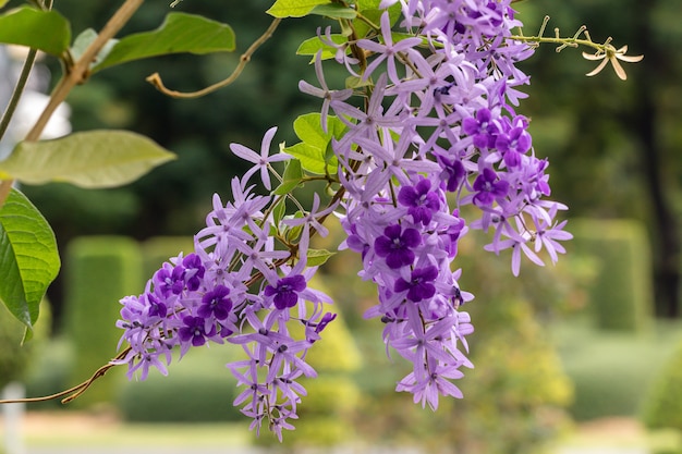 Foto enfoque selectivo flor de petrea volubilis en un jardín comúnmente conocida como flor de corona púrpura, corona de reina, vid de papel de lija y nilmani.