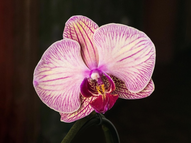 Enfoque selectivo Flor de phalaenopsis púrpura primer plano sobre un fondo oscuro