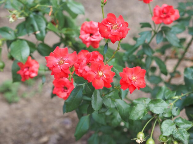 Enfoque selectivo de flor rosa roja