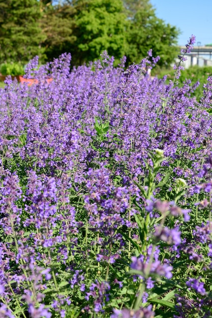 El enfoque selectivo en flores de color púrpura en un día soleado