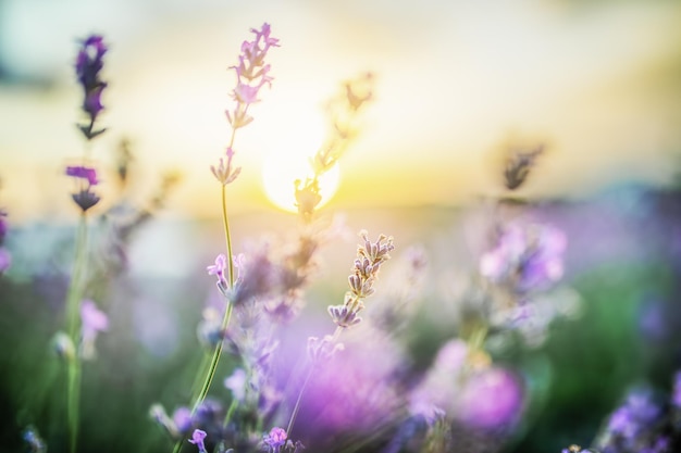 Enfoque selectivo en las flores de lavanda púrpura en el fondo de la puesta de sol