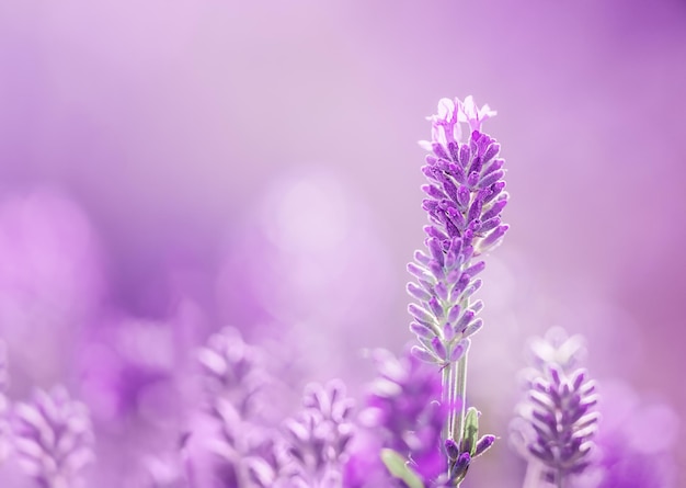 Enfoque selectivo en flores de lavanda púrpura sobre fondo borroso