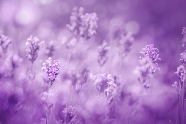 Enfoque selectivo en flores de lavanda púrpura sobre fondo violeta