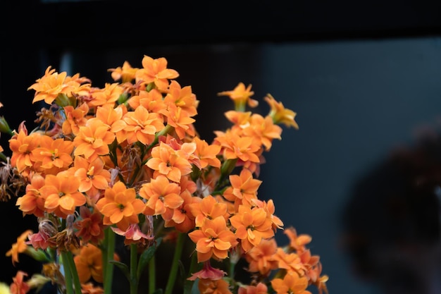 Enfoque selectivo de las flores naranjas de Kalanchoe blossfeldiana Poelln