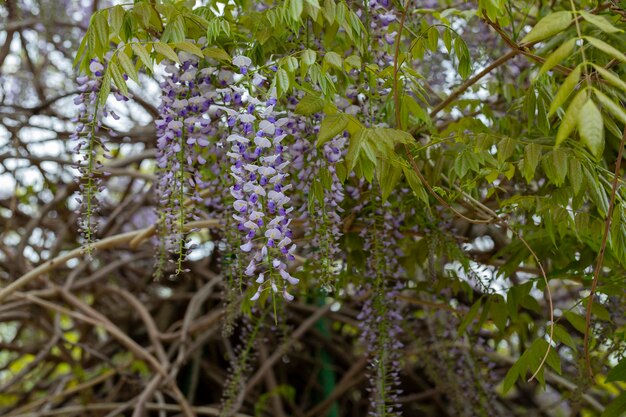 Enfoque selectivo de flores violetas Wisteria sinensis o lluvia azul La glicinia china es una especie de planta con flores Sus tallos retorcidos y masas de flores perfumadas en racimos colgantes