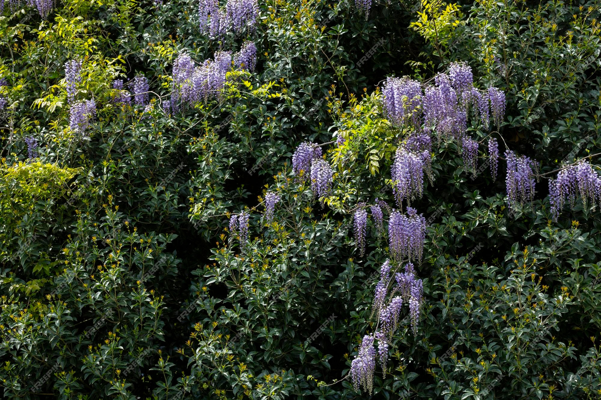 Enfoque selectivo de flores violetas wisteria sinensis o lluvia azul la glicinia china es una especie de planta con flores sus tallos retorcidos masas de flores perfumadas en racimos colgantes