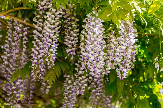 Enfoque selectivo de flores violetas Wisteria sinensis o lluvia azul La glicinia china es una especie de planta con flores Sus tallos retorcidos y masas de flores perfumadas en racimos colgantes