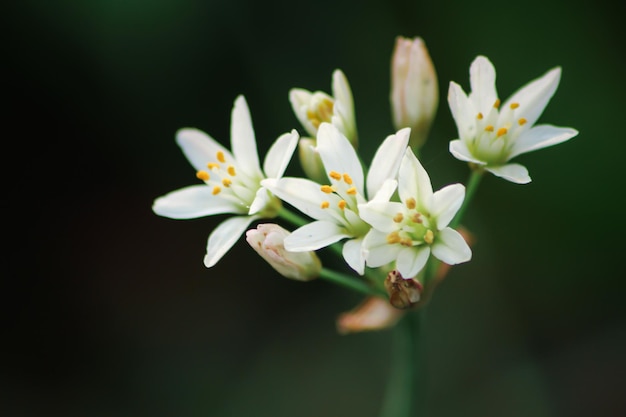 Enfoque selectivo Fondo de flor blanca